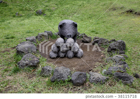 Pig, Jumal Natural Recreation Forest, Jeju City, Jeju Island 38115718