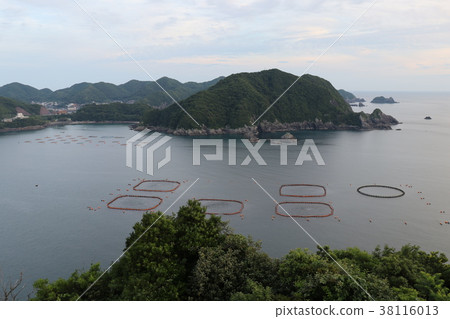 Boasting tuna and yellowtail at Towan Bay 38116013