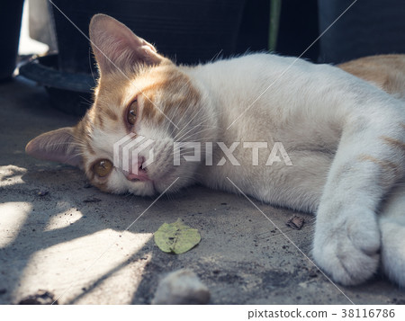 Portrait of a white and brown cat on the floor. Portrait of a white and brown cat on the floor. 38116786