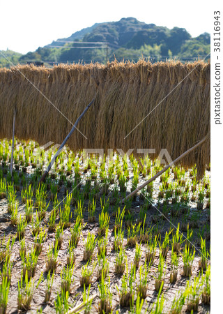 Inagi dried 38116943