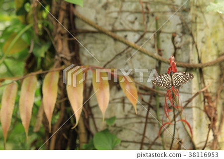 Tea Swallowtail Butterfly Tea Swallowtail Butterfly 38116953