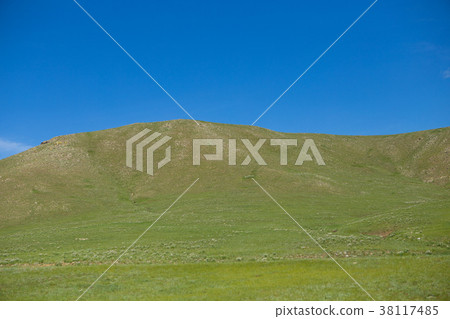 Meadow 38117485