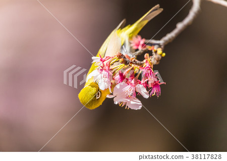 Cherry blossom viewer Cherry blossom viewer 38117828