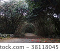 Kasan Tsubaki Group forest 38118045