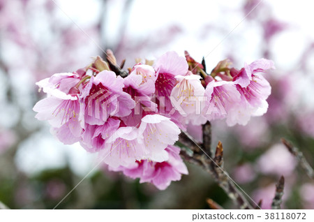 Cherry blossoms 38118072