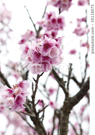 櫻花 38118073