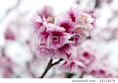 Cherry blossoms 38118074