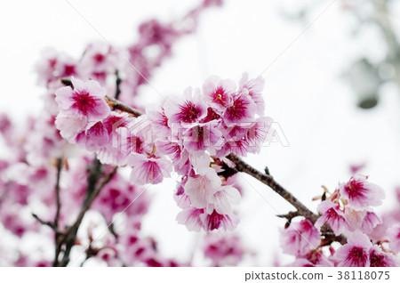 櫻花 38118075