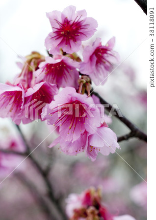 櫻花 櫻花 38118091