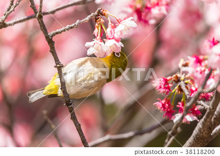 Cherry blossom viewer Cherry blossom viewer 38118200