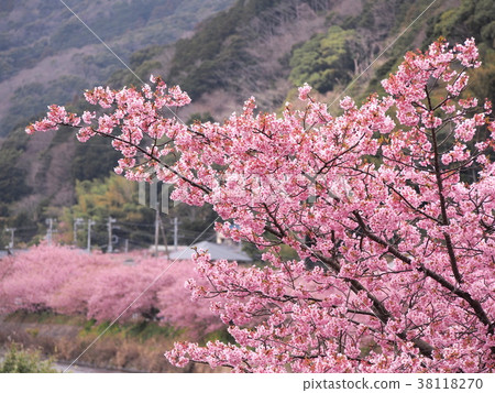 Kawazu cherry blossoms row of cherry blossoms in full bloom 38118270