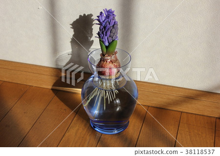 Hyacinth. ◯ ○ hydroponics ○ ◯. 38118537