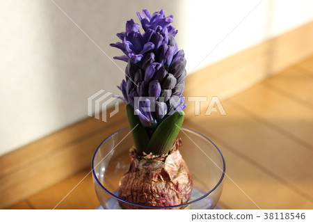 Hyacinth. ◯ ○ hydroponics ○ ◯. 38118546