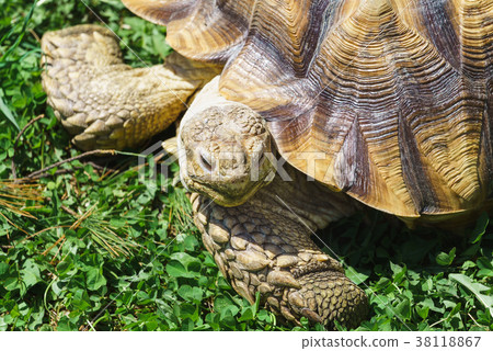 “爬行動物”烏龜 38118867