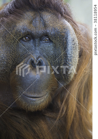 Orangutan face 38118954