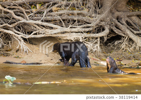 Giant otter from Pantanal, Brazil Giant otter from Pantanal, Brazil 38119414
