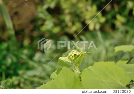 Fukinoto (male flower) 38120020