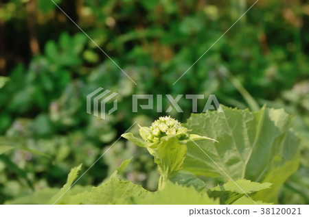 Fukinoto (male flower) 38120021