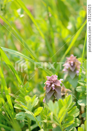 Himeodoricosoum 38120025