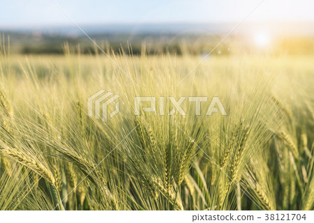 Young barley ears, harvest field, agriculture Young barley ears, harvest field, agriculture 38121704