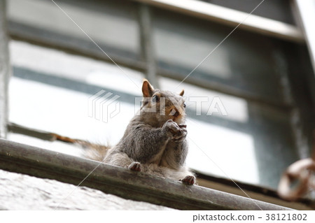 A cute squirrel found in the Elvenless path in Philadelphia (US) 38121802