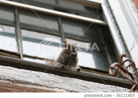 一隻可愛的松鼠在費城（美國）的Elvenless路徑中找到 38121803