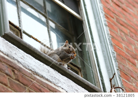 A cute squirrel found in the Elvenless path in Philadelphia (US) A cute squirrel found in the Elvenless path in Philadelphia (US) 38121805