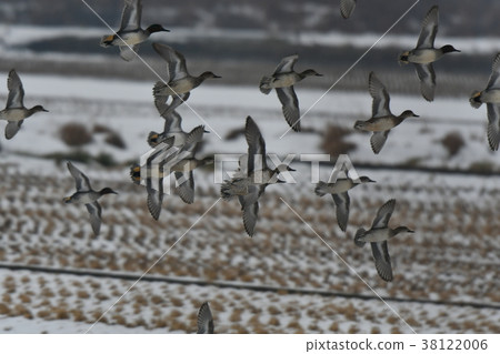 Duck and fly 38122006