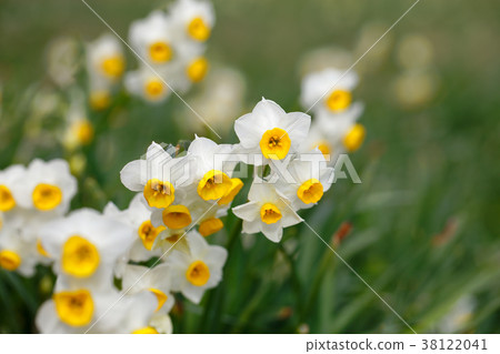 日本水仙在kasai海濱公園 照片素材 圖片 圖庫