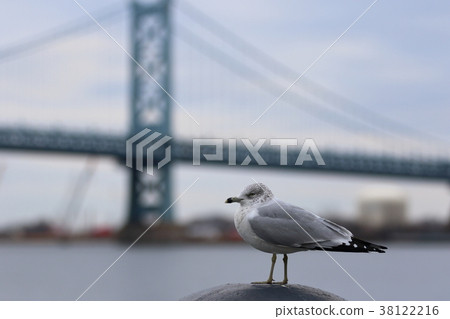 Landscape of Philadelphia (Pennsylvania, USA), Seagull 38122216