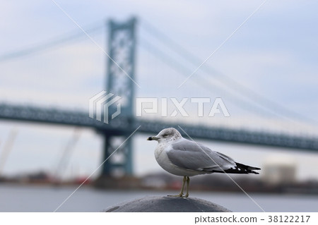 Landscape of Philadelphia (Pennsylvania, USA), Seagull 38122217