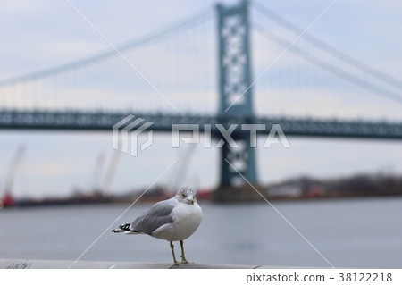 Landscape of Philadelphia (Pennsylvania, USA), Seagull 38122218