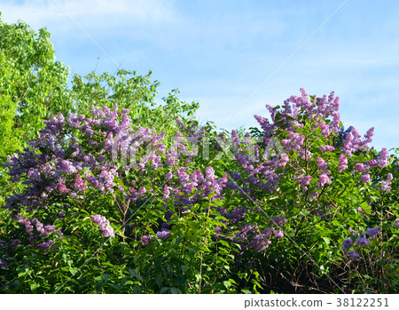 Blossoming lilac bush. Blossoming lilac bush. 38122251