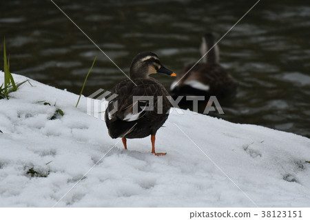 Kargamo, snow scene Kargamo, snow scene 38123151