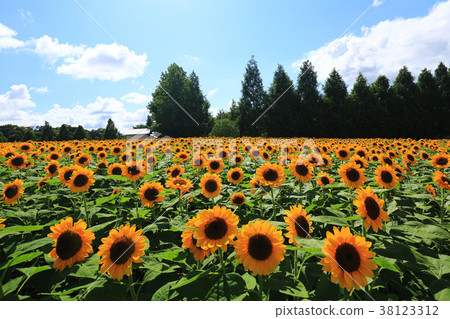 Sunflower field 5946 38123312