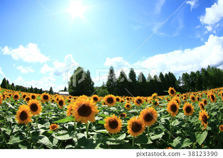 Sunflower field 1996 38123390