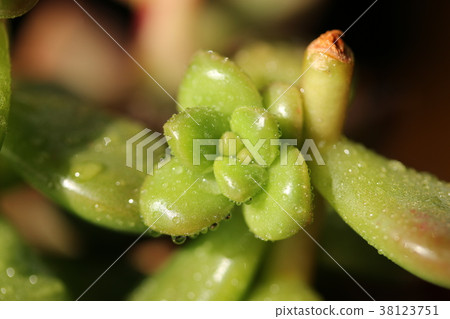 松綠/景天屬植物 松綠/景天屬植物 38123751