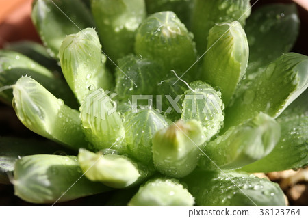 Obtoosa / Haorthia Obtoosa / Haorthia 38123764