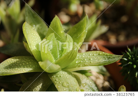 Symbol miss / Haorthia 38123765