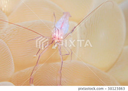 Bubble Coral Shrimp Bubble Coral Shrimp 38123863