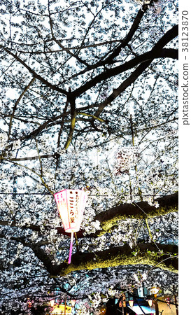 Cherry blossom season Cherry blossom season 38123870