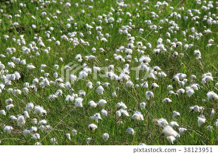 濕地裡盛開的棉花草（藏王小田野上圓地濕地） 38123951