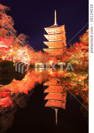 Autumn leaves of Toji Temple (nightly special visit) 38124016