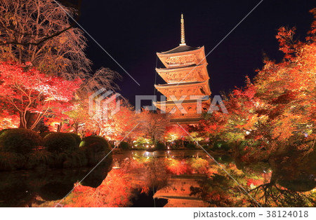 Autumn leaves of Toji Temple (nightly special visit) Autumn leaves of Toji Temple (nightly special visit) 38124018