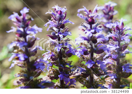<< Close-up >> Ajuga flower 38124499