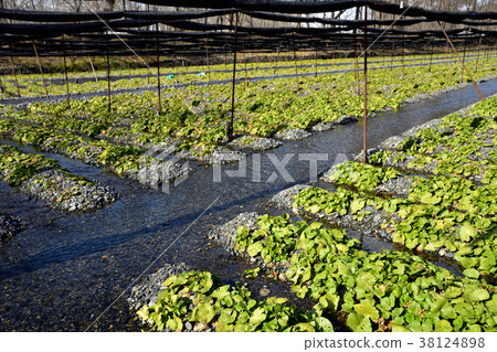 Azumino Wasabi field 38124898