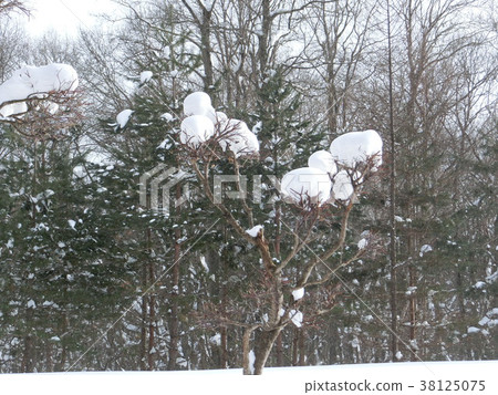 雪景長野 38125075