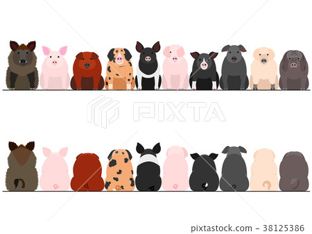 各種豬的邊界之前和之後的一套 38125386