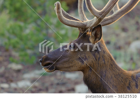 Mule Deer in the Grand Canyon Mule Deer in the Grand Canyon 38125510