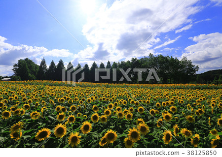 Sunflower field 6032- 38125850
